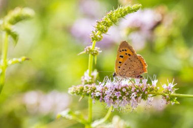 Small or common copper butterfly lycaena phlaeas closeup clipart