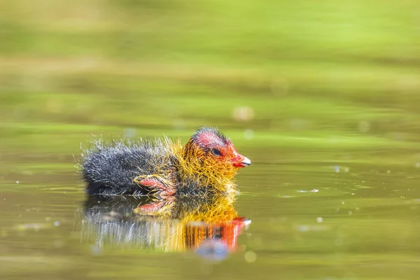 Sothöna chick Fulica atra simning närbild — Stockfoto