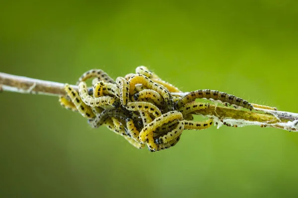 Bir böcek larvaları tırtıllar Yponomeutidae famil, closeup — Stok fotoğraf