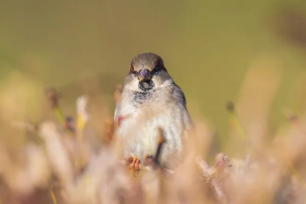 Manliga gråsparven fågel (passer domesticus) födosök i en häck — Stockfoto