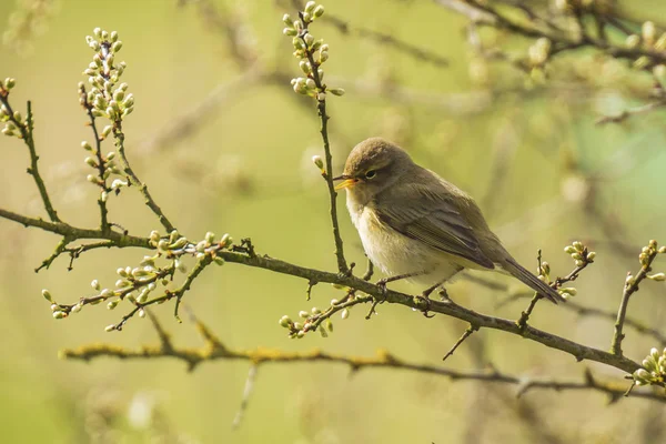 Gransångare Phylloscopus collybita fågel — Stockfoto