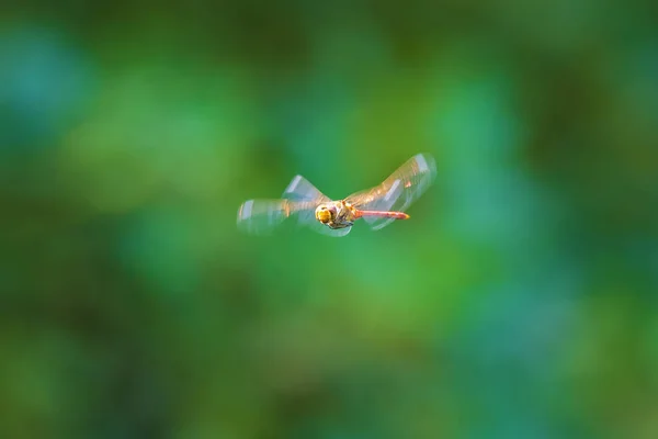 普通黑暗的蜻蜓 (星状纹状体) 飞行 — 图库照片