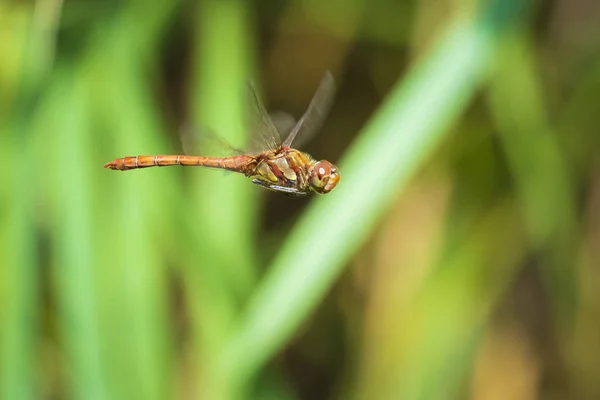 일반적인 시 어 (Sympetrum striolatum) 잠자리 비행 — 스톡 사진