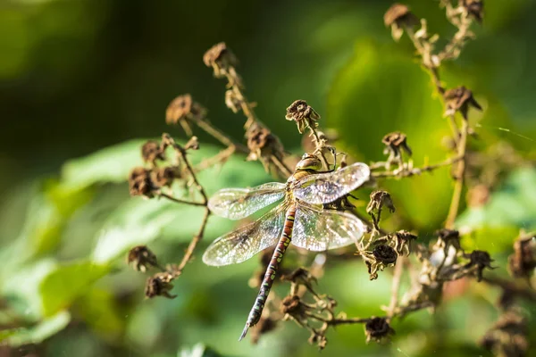 Gros plan d'une faucheuse migrante Aeshna mixta se reposant sous le — Photo