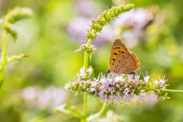 Pequeña o común mariposa de cobre lycaena phlaeas primer plano — Foto de Stock