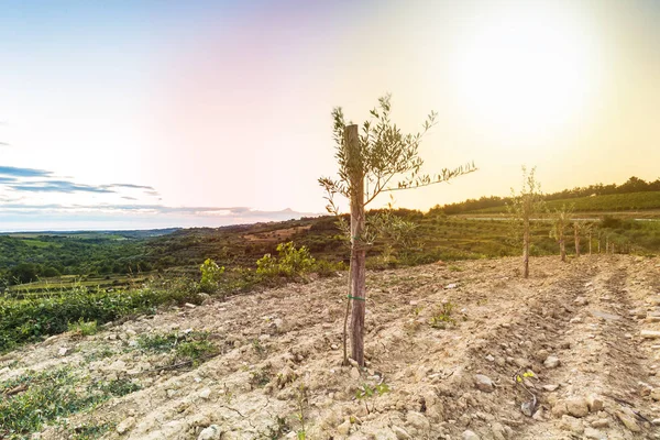 Puesta de sol en un viñedo idílico en las tierras de cultivo de Istria, Croacia . — Foto de Stock