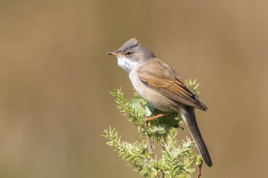 Akgerdan kuş, Sylvia communis, şarkı