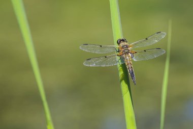 Dört benekli chaser yusufçuk böcek, Libellula qu Close-Up