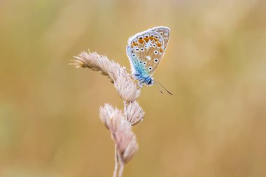 Ortak mavi kelebek, renkli su dinlenme Polyommatus icarus