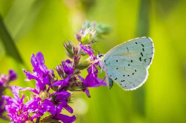 Closeup besleme holly mavi Celastrina argiolus kelebek 