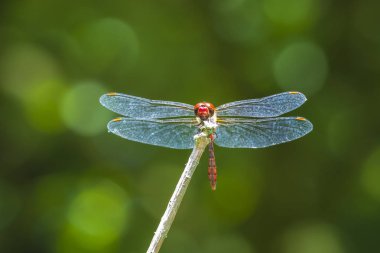 Closeup restin bir kırmızı erkek kırmızı Pasifik'ten oğlan (Sympetrum sanguineum)