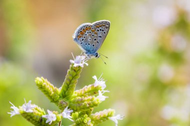 Closeup Tozlaşmayı ortak mavi kelebek (Polyommatus icarus)