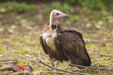 Kukuletalı akbaba Necrosyrtes monachus
