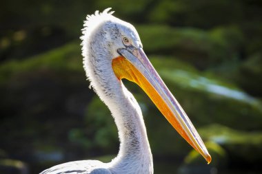 Dalmaçyalı Pelikan Pelecanus crispus