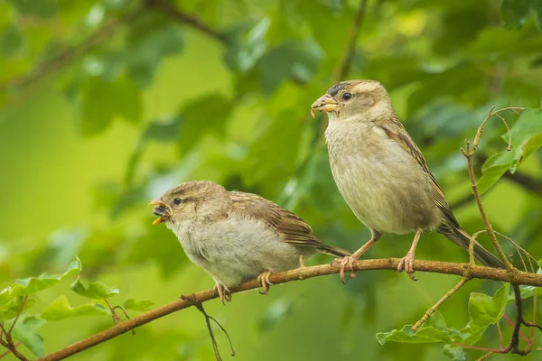 House sparrow bird passer domesticus feeding in the wild — Φωτογραφία Αρχείου