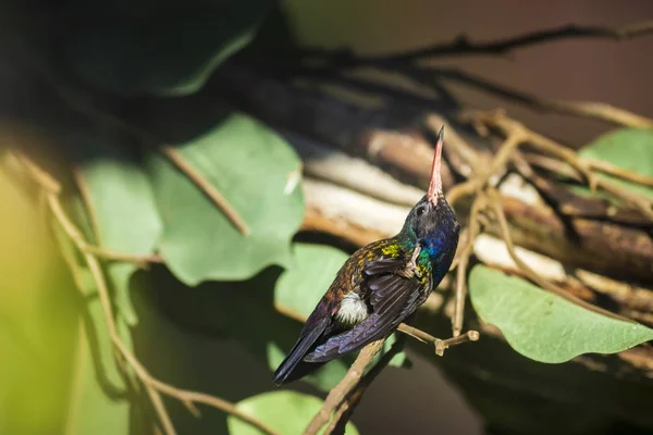 Männlicher Weißkinn-Saphir-Hylocharis cyanus, Kolibri-Barsch — Stockfoto