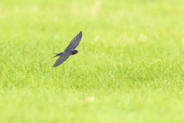 Scheunenschwalbe hirundo rustica im Flug über Ackerland — Stockfoto