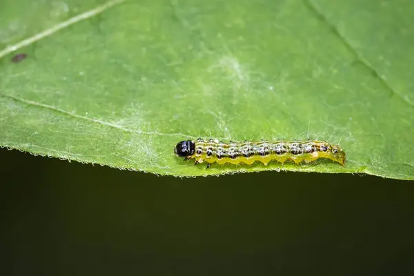 Box tree moth caterpillar, Cydalima perspectalis, närbild — Stockfoto