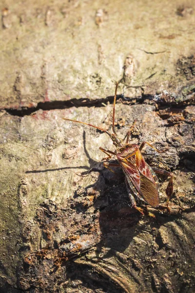 Westerse conifer zaad bug insect, Leptoglossus occidentalis, craw — Stockfoto