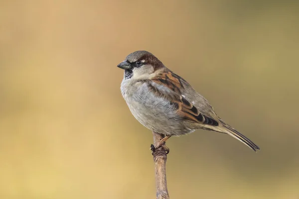 Closeup of a male House Sparrow bird (passer domesticus) foragin — Stock Photo, Image