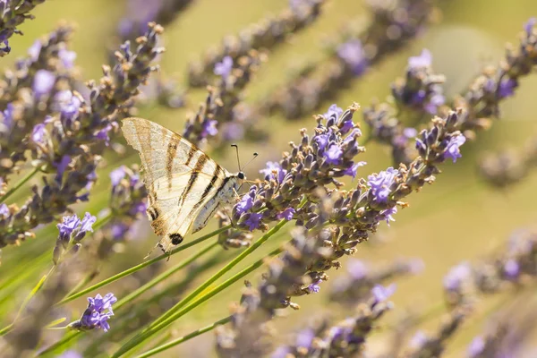 Kırlangıçkuyruğu kelebek (Iphiclides podalirius) kelebek o