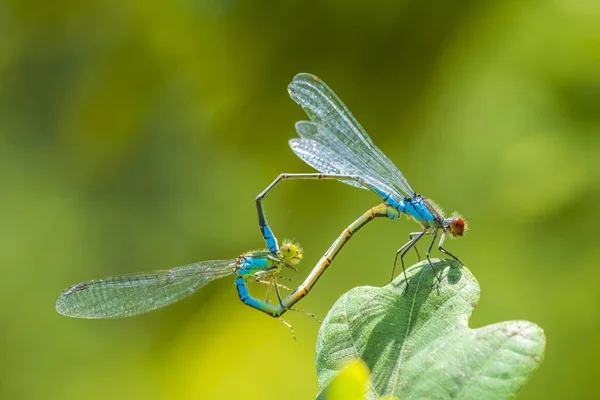 Herzförmiges Paarungsrad von Männchen und Weibchen mit kleinen roten Augen — Stockfoto