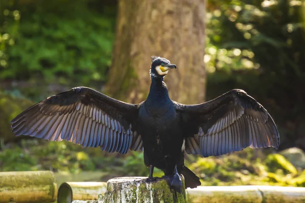 グレート鵜 Phalacrocorax カーボ乾燥翼 — ストック写真