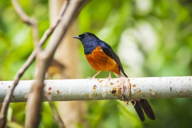 Beyaz-rumped Shama Copsychus Malabaricus erkek