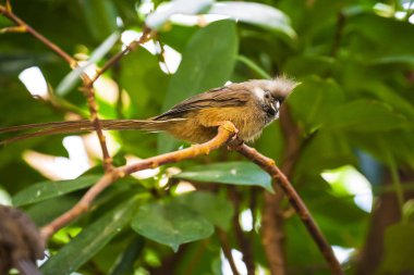 Lekelenmiş fare kuşları colius striatus