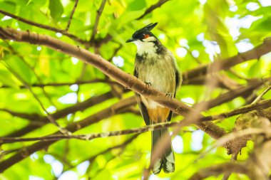 Kırmızı-viskerli veya kızıllı bulbul, Pycnonotus jocosus,