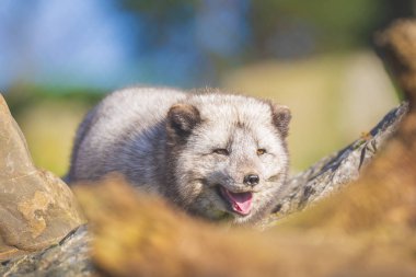 Kutup tilkisi Vulpes lagopus