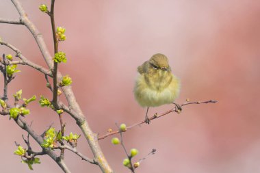 Willow ötleğen kuşu, Phylloscopus trochilus, şarkı