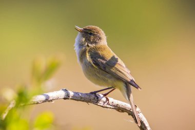 Söğüt bülbülü kuşu, Phylloscopus trochilus