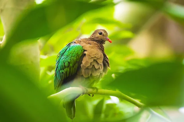 Tourterelle asiatique émeraude, ou colombe grise émeraude ChalcopXoindi — Photo