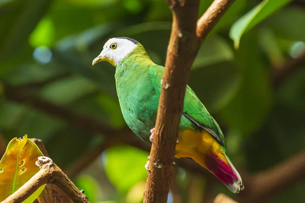 Exotic black-naped fruit dove Ptilinopus melanospilus — Stock Photo, Image