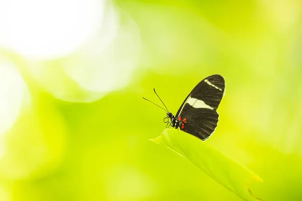 Borboleta tropical do carteiro (Heliconius melpomene erato) descansando — Fotografia de Stock