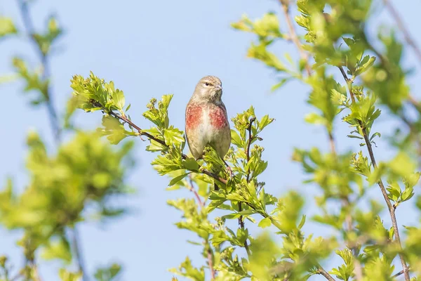 붉은 가슴 방울 새 새, 노래 Carduelis cannabina — 스톡 사진