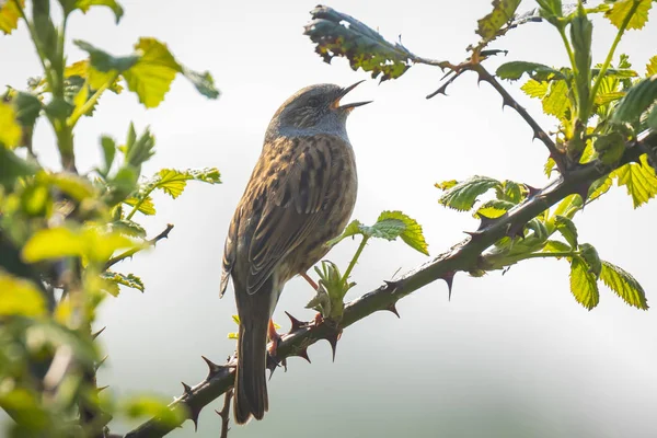 Dunnock Prunella modularis pájaro cantando primavera —  Fotos de Stock