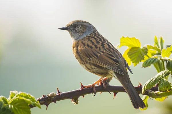 Dunnock Prunella modularis bird singing Springtime — Stock Photo, Image