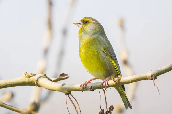Zelený samec červenooká červenooká ptačí zpěv — Stock fotografie