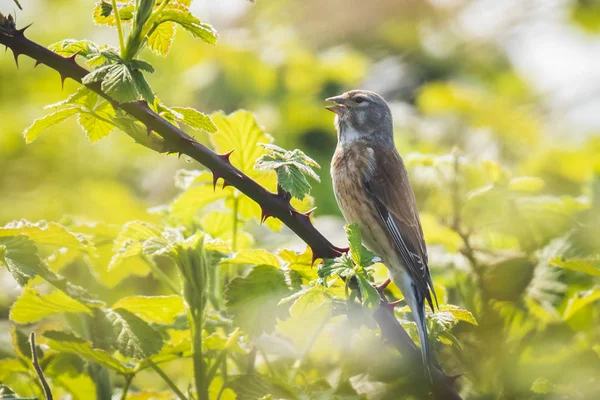 Linnet fågel, Carduelis cannabina sjunger — Stockfoto