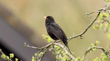 Bahar sezonunda açık, güneşli bir gün ile bir ağaçta şarkı söyleyen bir erkek Avrupa Blackbird Turdus Merula.