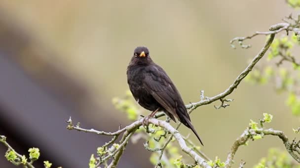 在春天的晴朗 阳光明媚的日子里 欧洲的雄性黑鸟在树上唱歌 — 图库视频影像