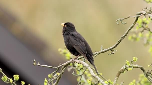 Male European Blackbird Turdus Merula Singing Tree Clear Sunny Day — Stock Video