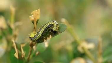 Kutu ağaç güve, Cydalima perspectalis, Avrupa'nın bir istilacı türler ve İngiltere'de en iyi bahçe böcek yer almaya devam etmektedir