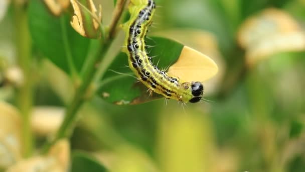 ボックス ツリー蛾 Cydalima Perspectalis ヨーロッパで外来種とイギリスでトップの庭の害虫にランクされています — ストック動画