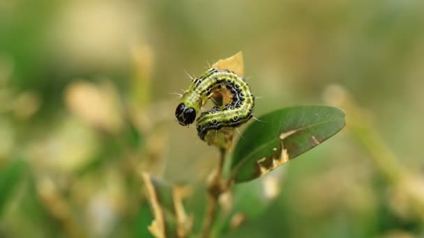 盒树蛾 Cydalima 黄杨绢 一个侵入的物种在欧洲和已被列为顶级花园害虫在大不列颠 — 图库视频影像