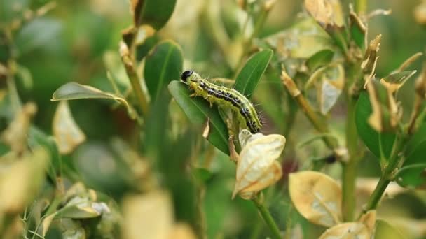 Buchsbaummotte Cydalima Perspectalis Eine Invasive Art Europa Und Wurde Als — Stockvideo