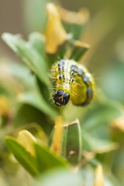 Kutu ağacı güvesi (Cydalima perspectalis)