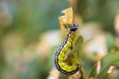 Kutu ağacı güvesi (Cydalima perspectalis)